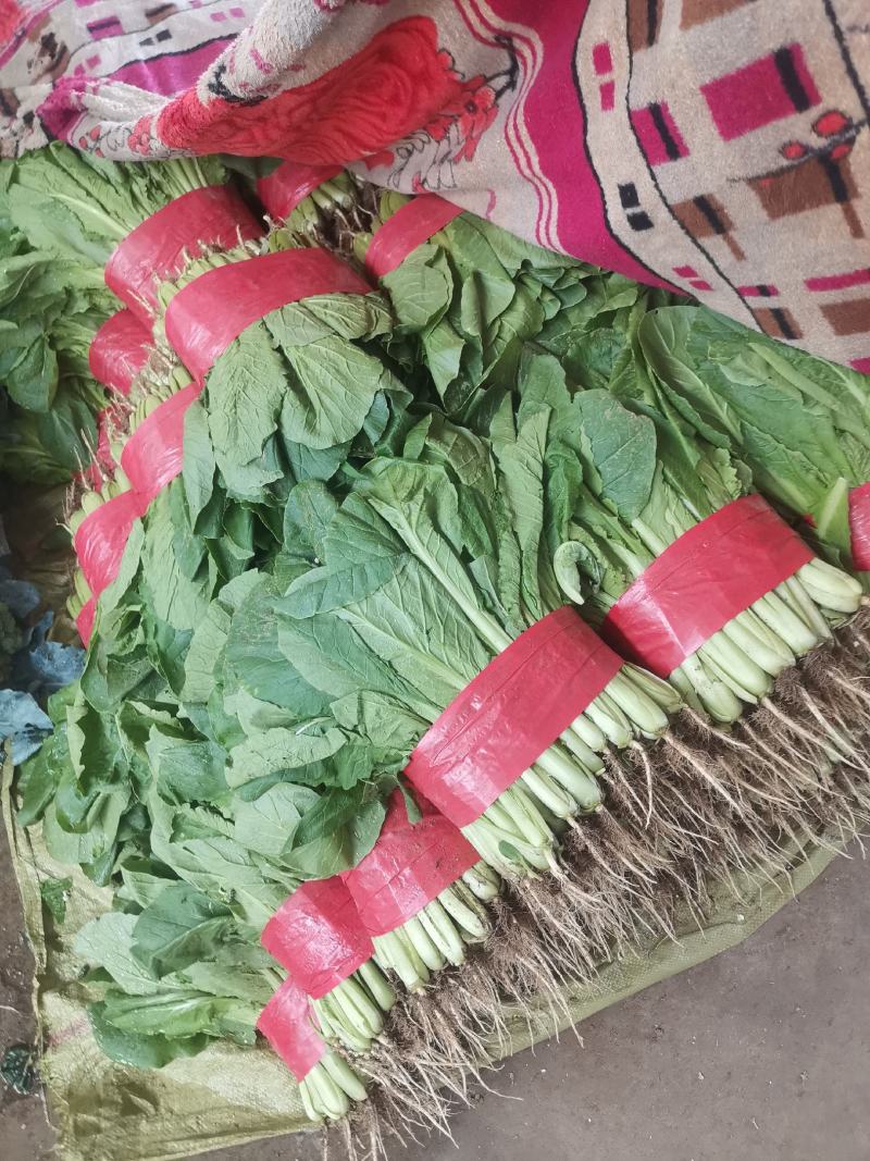 优质小白菜，无土无虫眼。