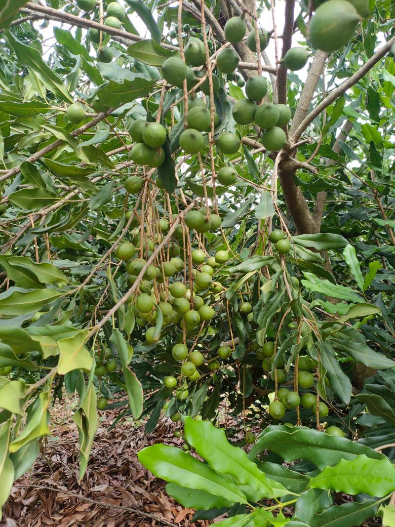 夏威夷果