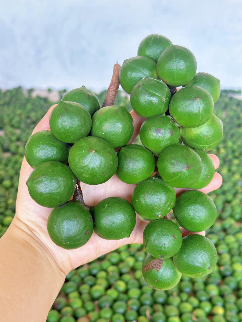 夏威夷果