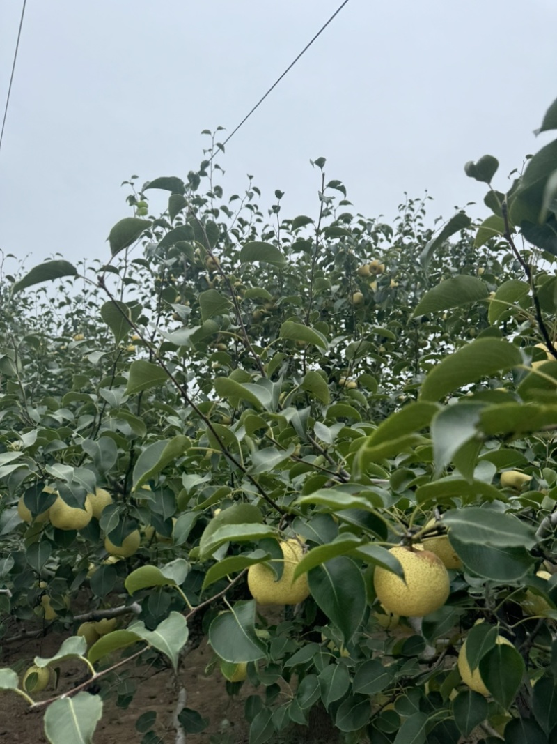 安徽砀山砀山酥梨，大量上市中量大从优欢迎咨询