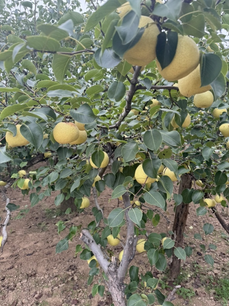 安徽砀山砀山酥梨，大量上市中量大从优欢迎咨询