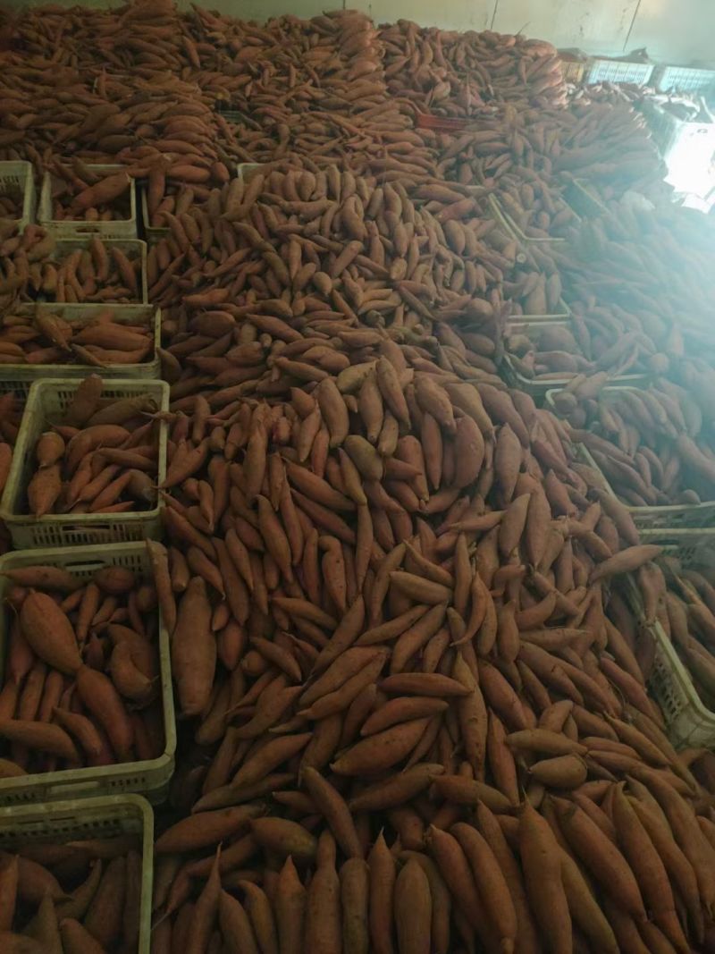 饶阳库存西瓜红，通辽货大量供应，皮色红，条形正，口感好