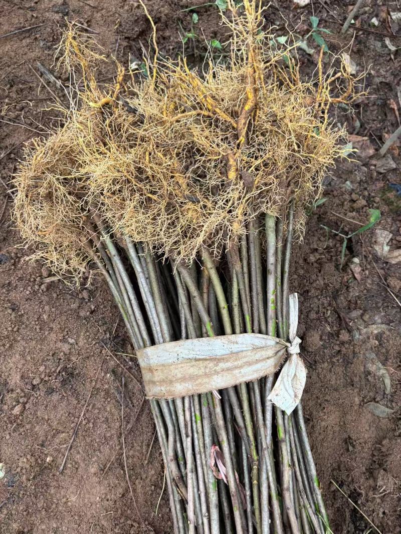 正宗厚皮川黄柏苗，基地直发，量大从优，欢迎各地老板考察参观