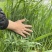 冬牧70黑麦草种子高产牧草籽冬季耐寒四季养殖牛羊猪兔