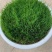 冬牧70黑麦草种子高产牧草籽冬季耐寒四季养殖牛羊猪兔