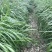 冬牧70黑麦草种子高产牧草籽冬季耐寒四季养殖牛羊猪兔