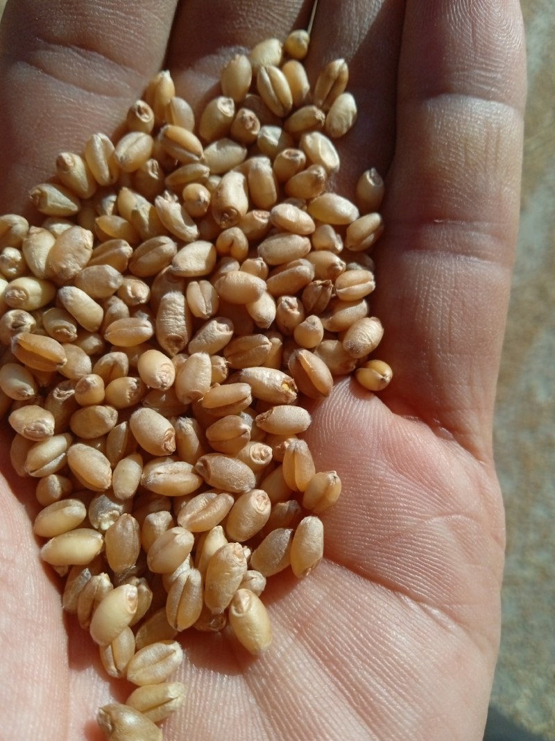甘肃民乐宁夏3105精品小麦200吨现货通货新上市