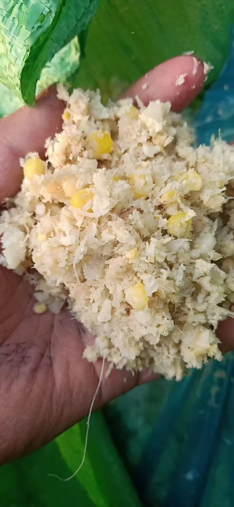 发酵熟米玉饲料:（可替代玉米）甜度高，热量高