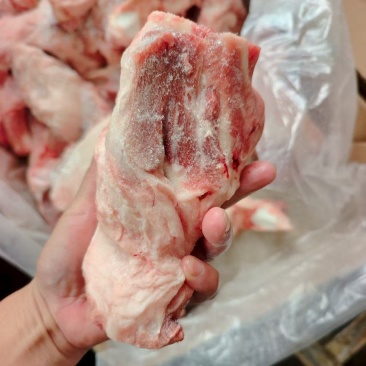 后肘骨