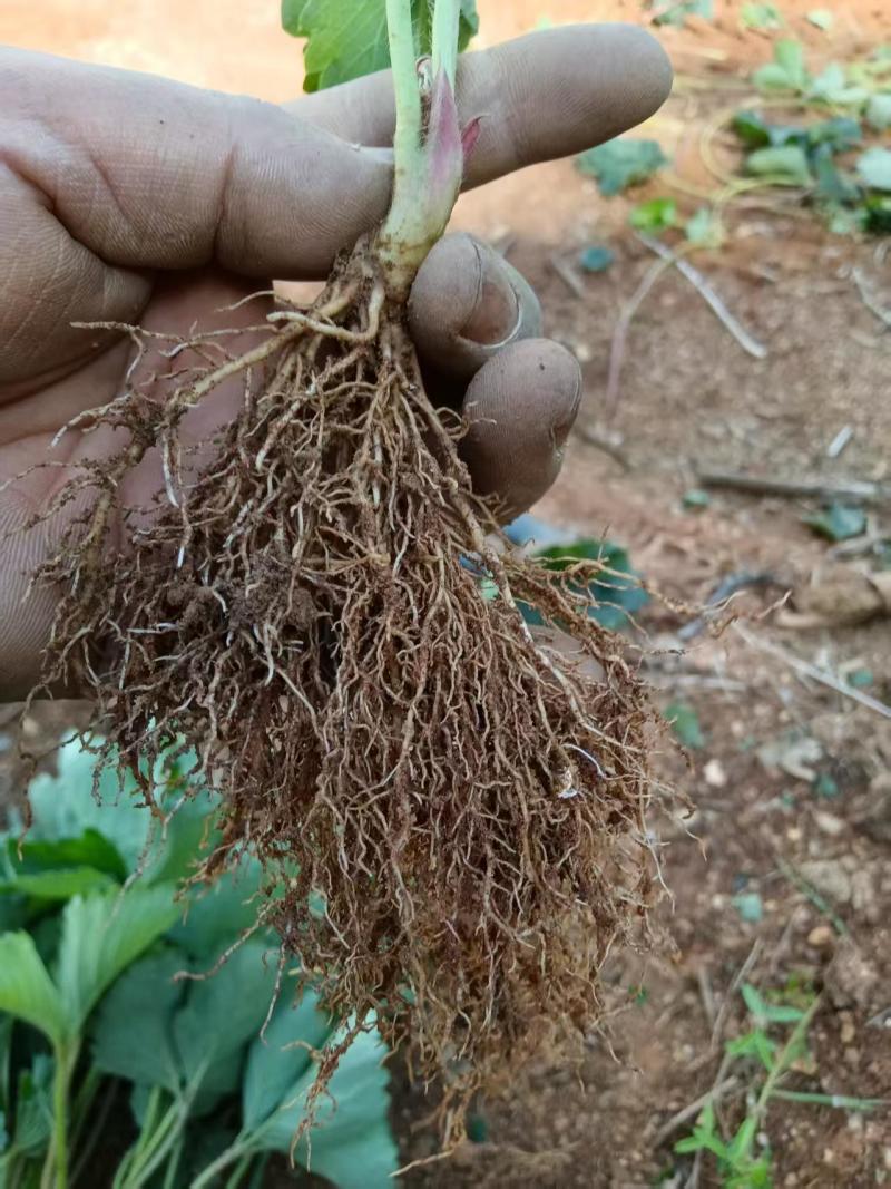 草莓苗红颜巧克力奶油草莓苗抗病早熟高产苗包邮包物流