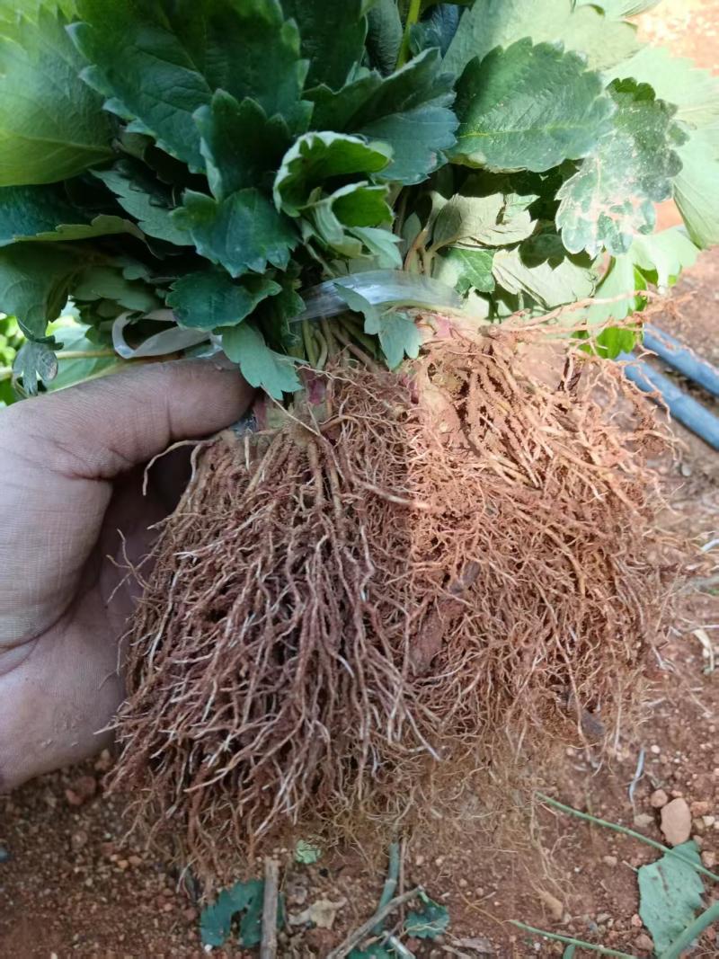 草莓苗红颜巧克力奶油草莓苗抗病早熟高产苗包邮包物流