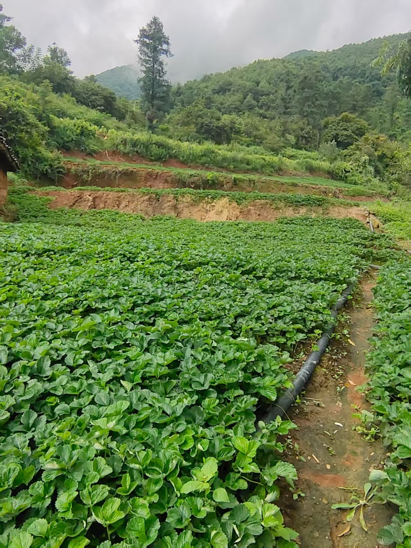 草莓苗红颜巧克力奶油草莓苗抗病早熟高产苗包邮包物流
