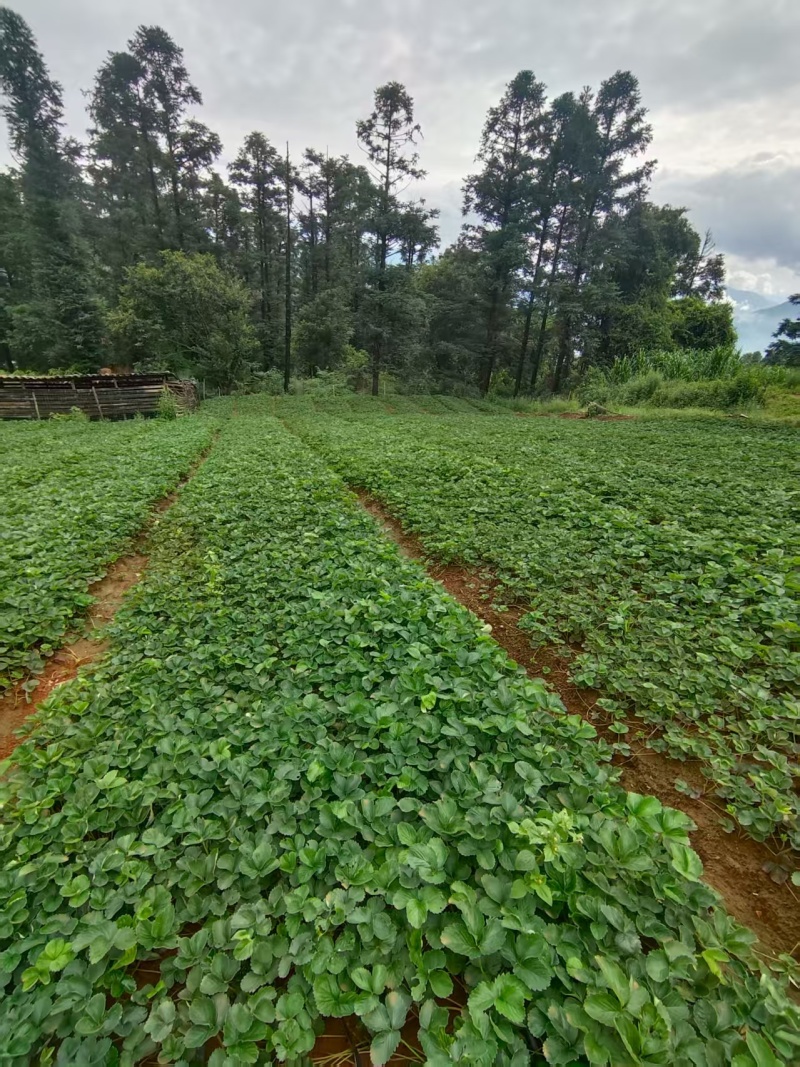 草莓苗红颜巧克力奶油草莓苗抗病早熟高产苗包邮包物流