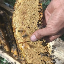 土蜂蜜一年只取一次对接电商商超全国发货长期供货欢迎订购