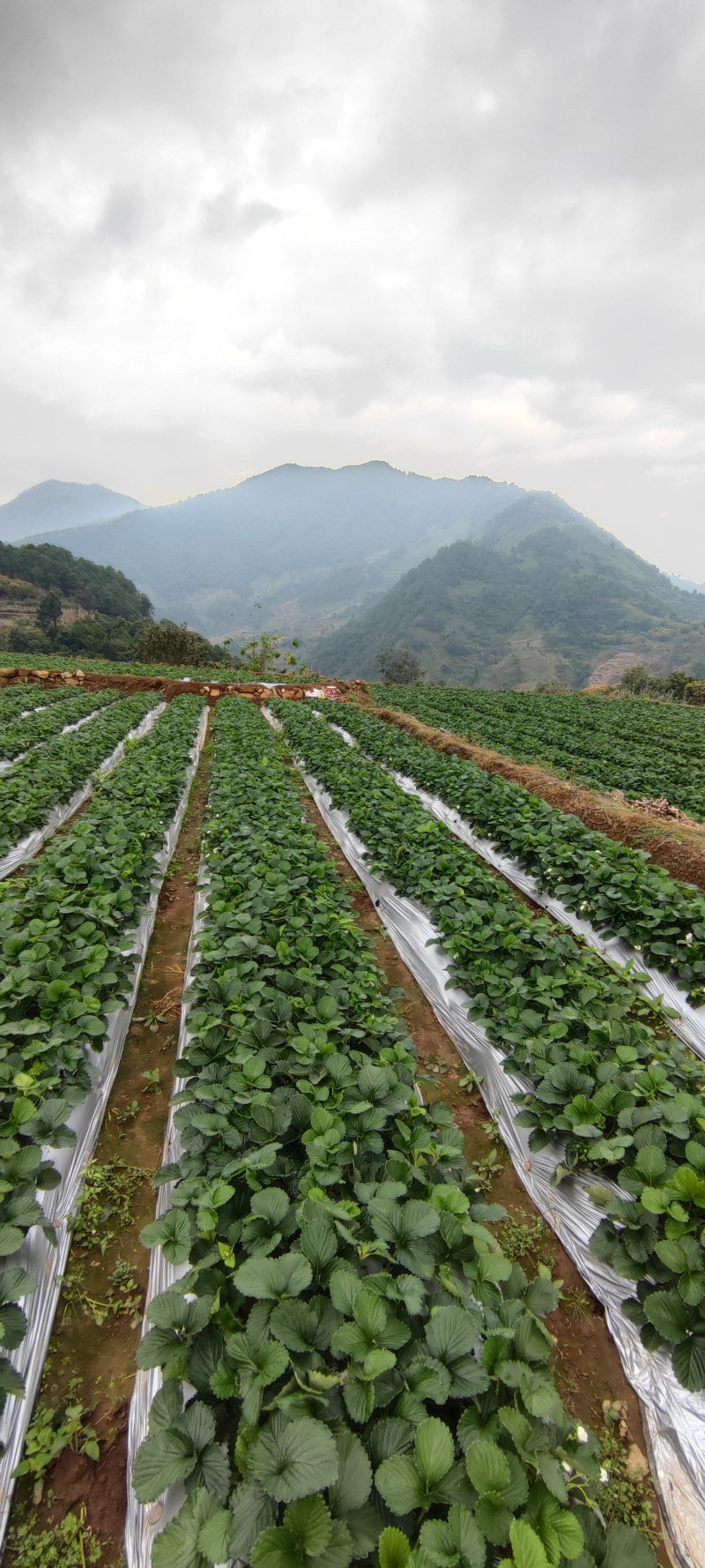草莓苗红颜巧克力奶油草莓苗抗病早熟高产苗包邮包物流