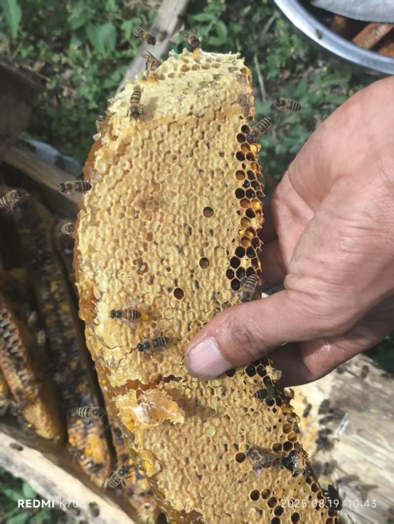【精品】甘肃土蜂蜜甜而不腻保质保量对接电商商超团购