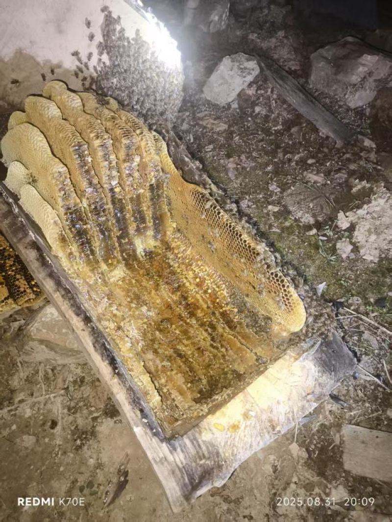 【精品】甘肃土蜂蜜甜而不腻保质保量对接电商商超团购