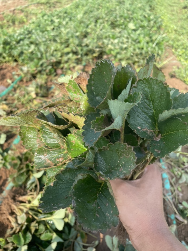 四季草莓苗草莓苗可用于绿化电商盆栽培育