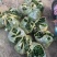 四季草莓苗草莓苗可用于绿化电商盆栽培育