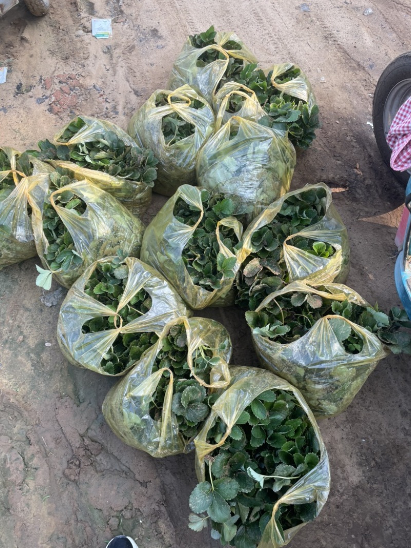 四季草莓苗草莓苗可用于绿化电商盆栽培育