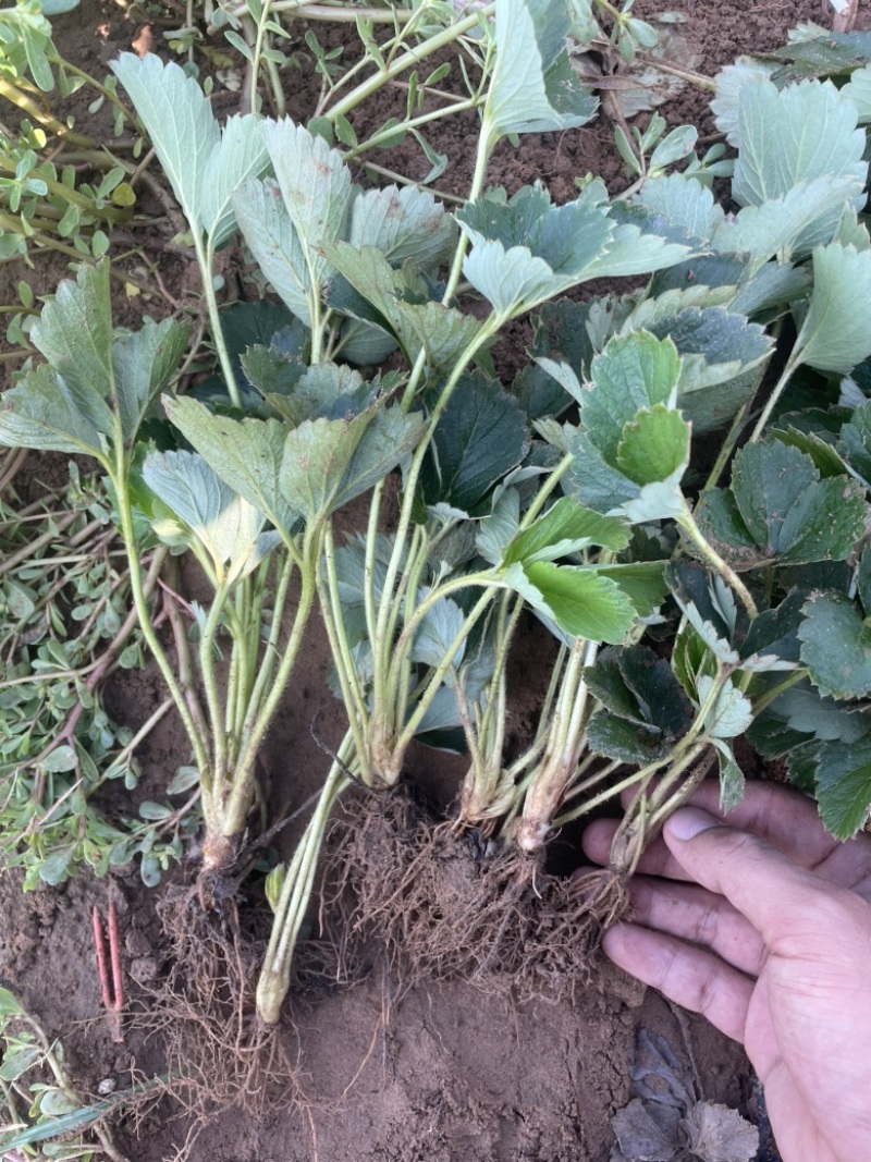 四季草莓苗草莓苗可用于绿化电商盆栽培育