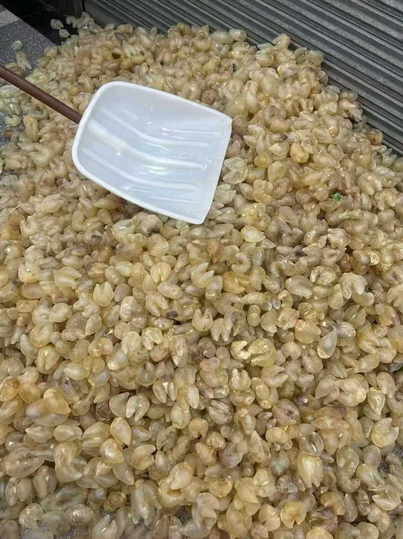 鸡泡胶原装清水货