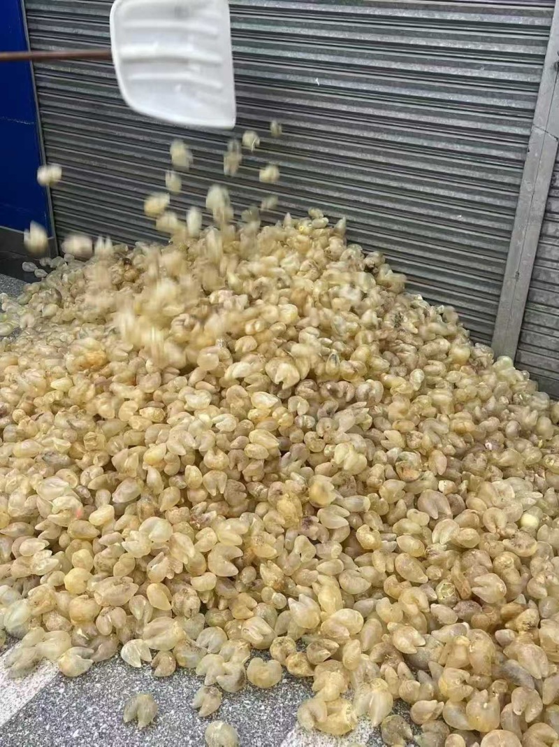 鸡泡胶原装清水货