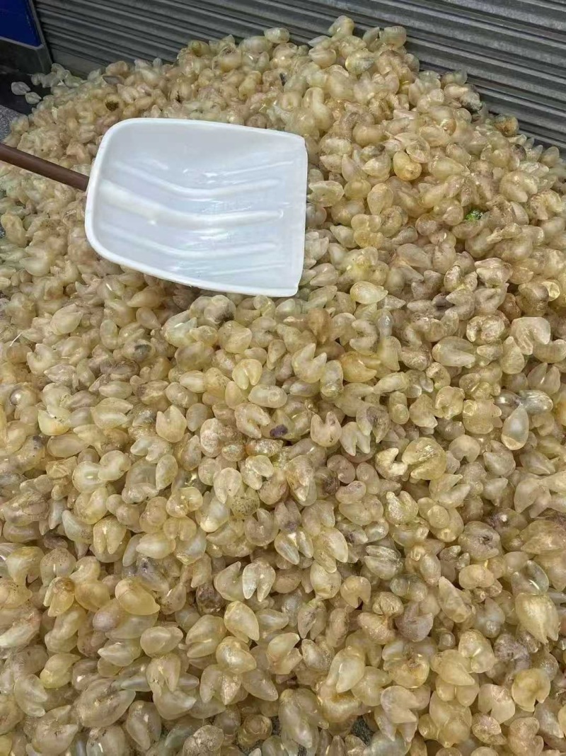鸡泡胶原装清水货