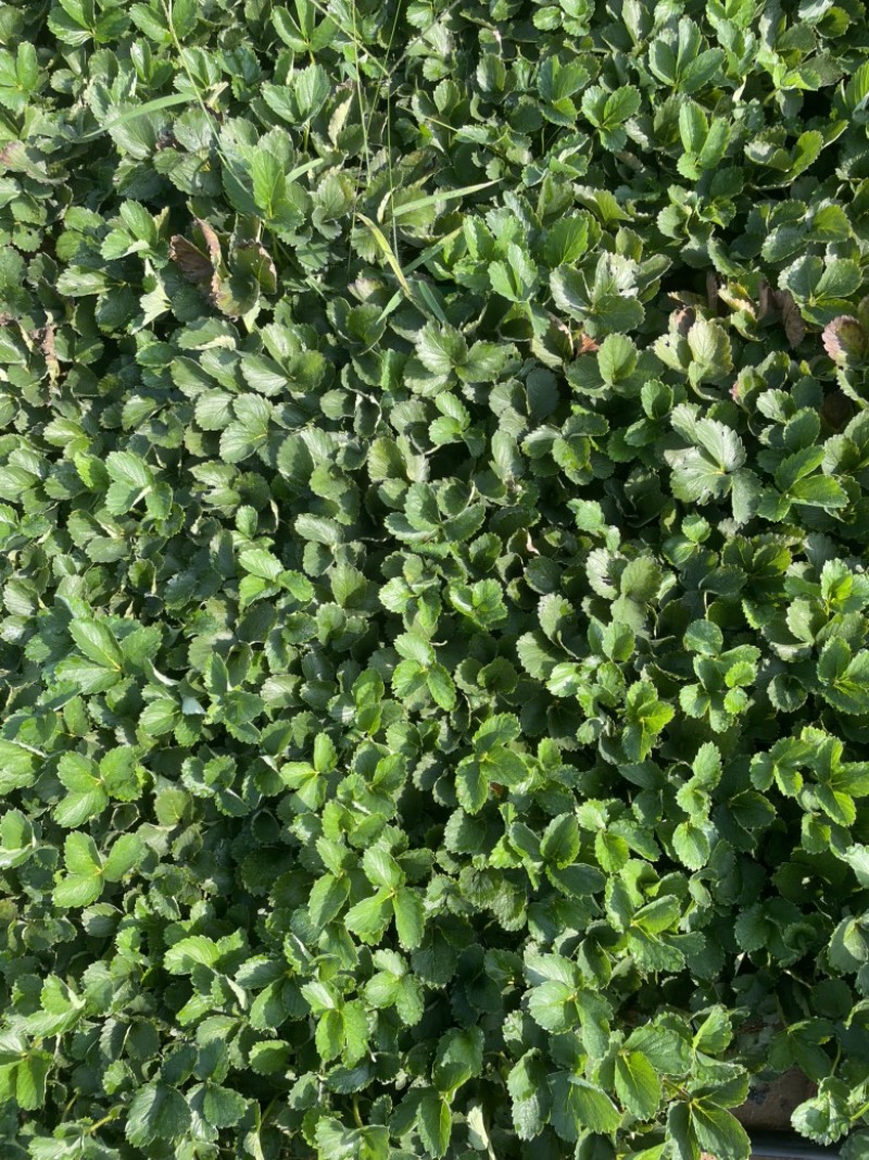 四季草莓苗草莓苗可用于绿化电商盆栽培育