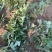 四季草莓苗草莓苗可用于绿化电商盆栽培育