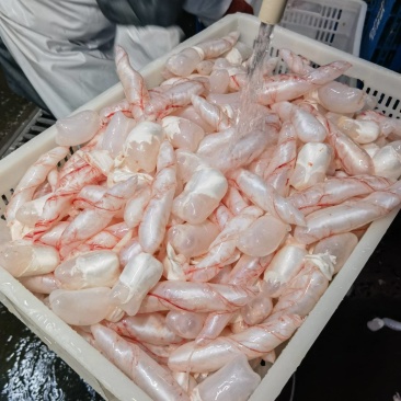 草鱼泡，鼓泡，鱼泡，源头工厂
