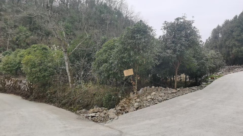 桂花树