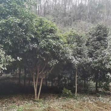桂花树