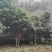 桂花树