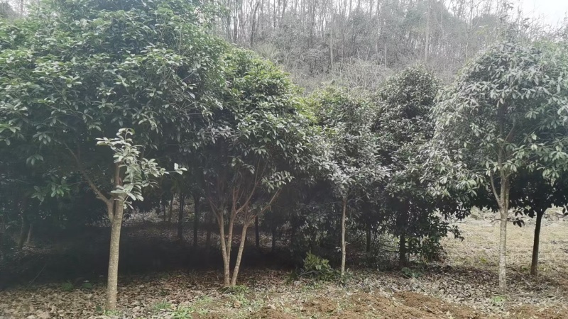 桂花树