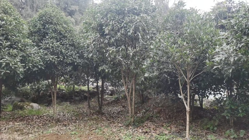 桂花树