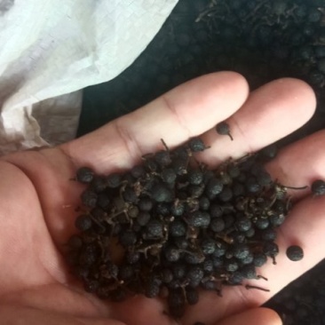 中越北部山区纯正花椒黑椒，天然采摘货品！