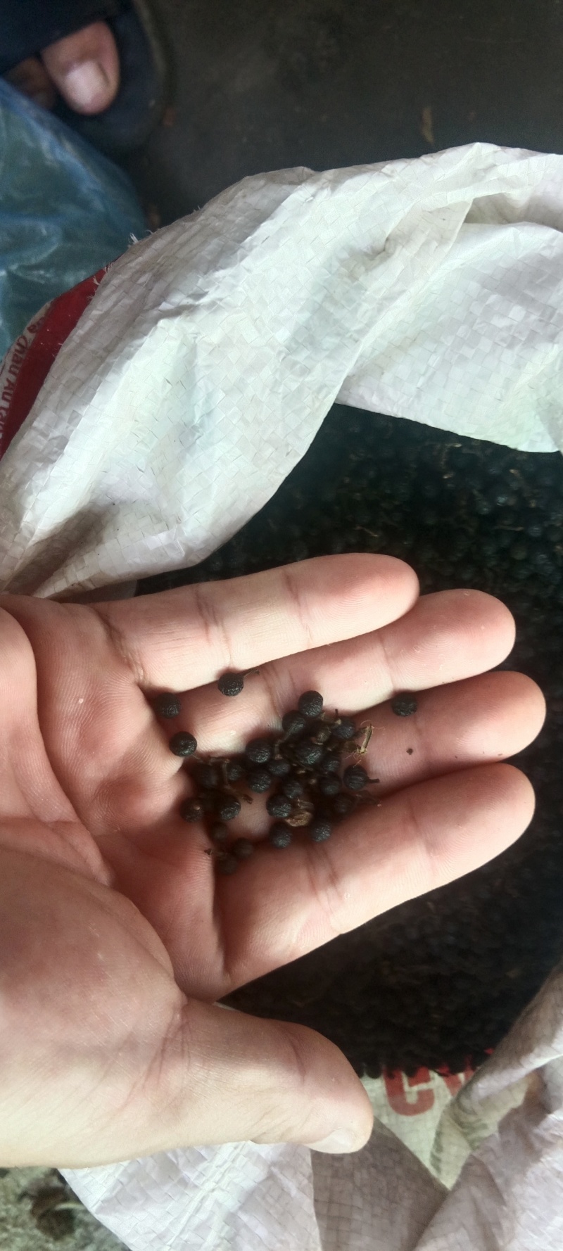中越北部山区纯正花椒黑椒，天然采摘货品！