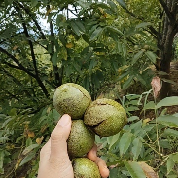 青皮山核桃