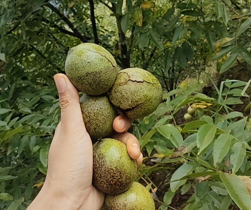 青皮山核桃
