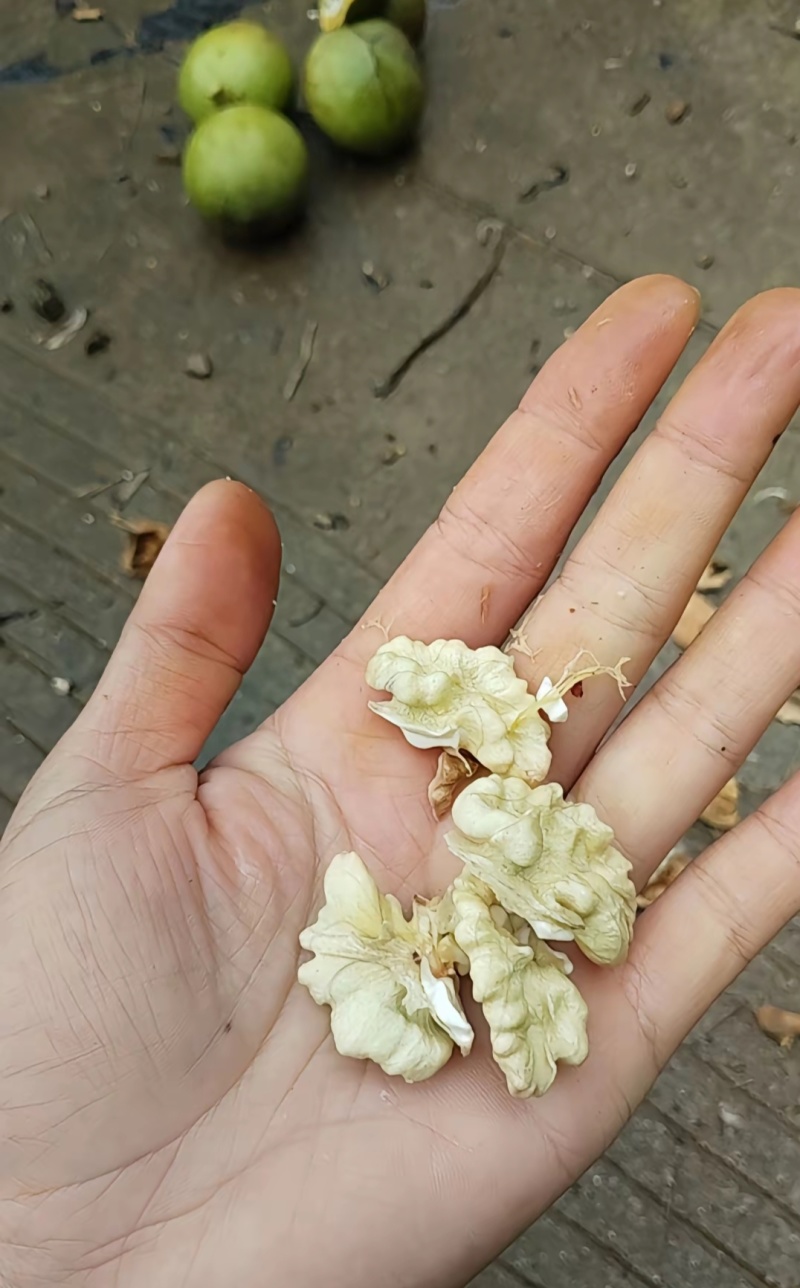 青皮山核桃