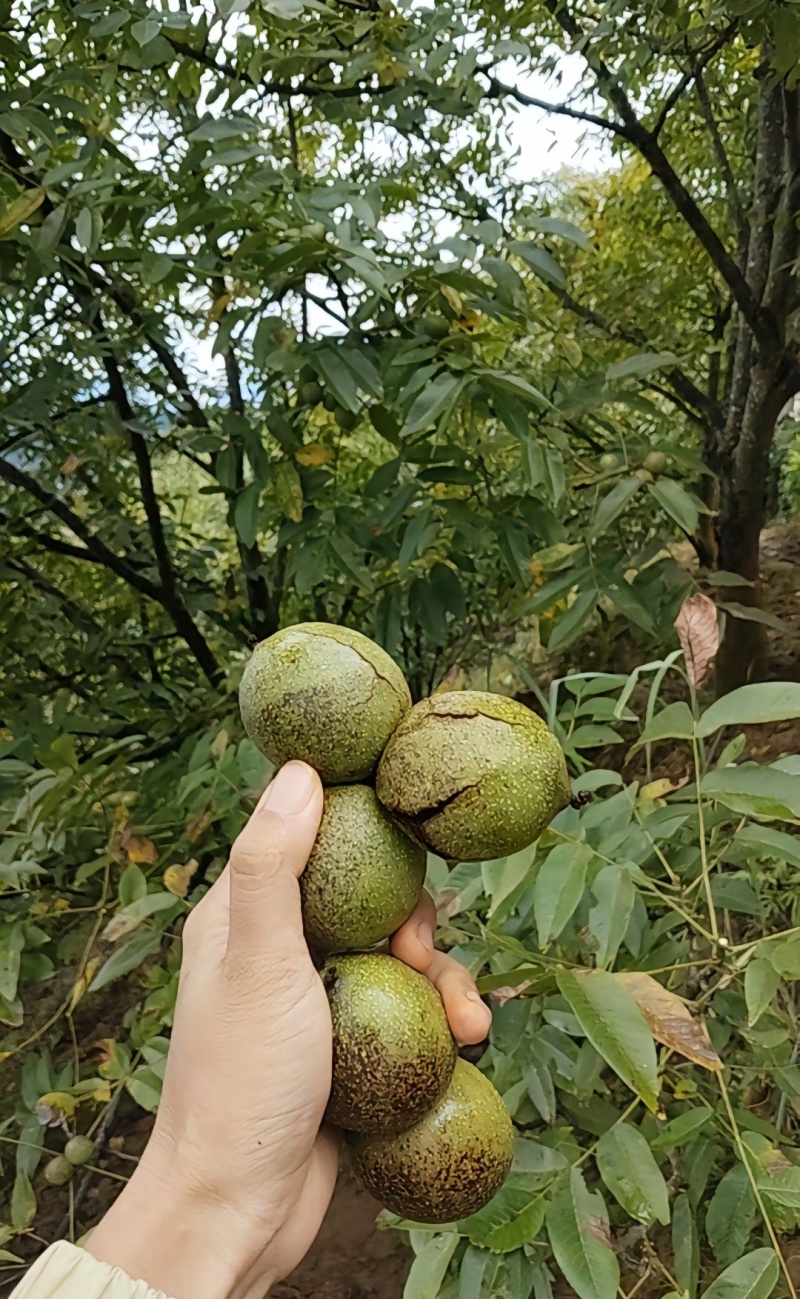青皮山核桃