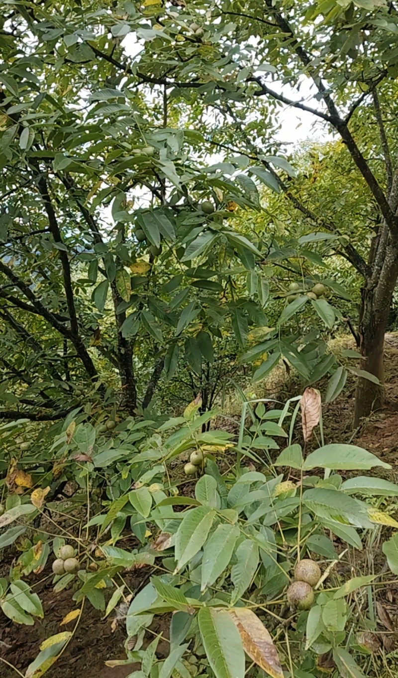 青皮山核桃