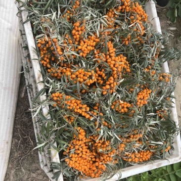 【精品】沙棘果产地直供质量保证，价格合理全国发货