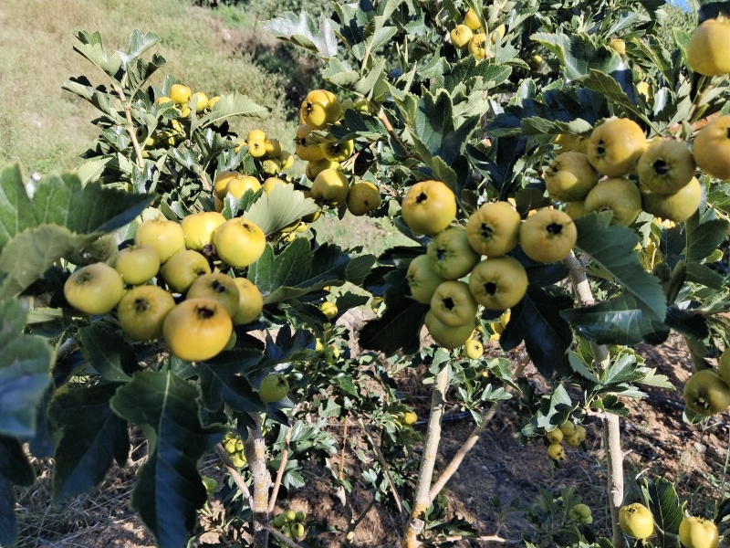 黄金豆山楂