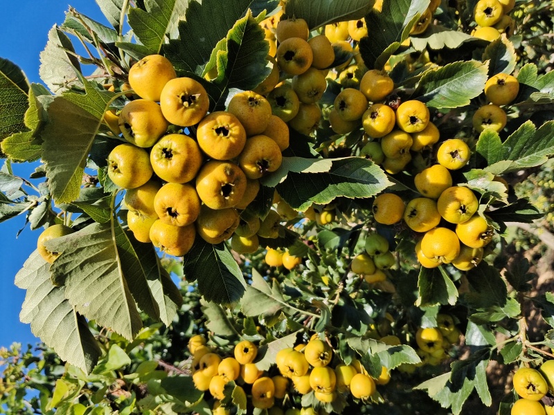 黄金豆山楂
