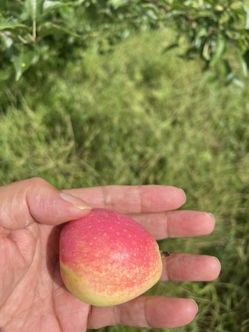海棠果一鸡心果