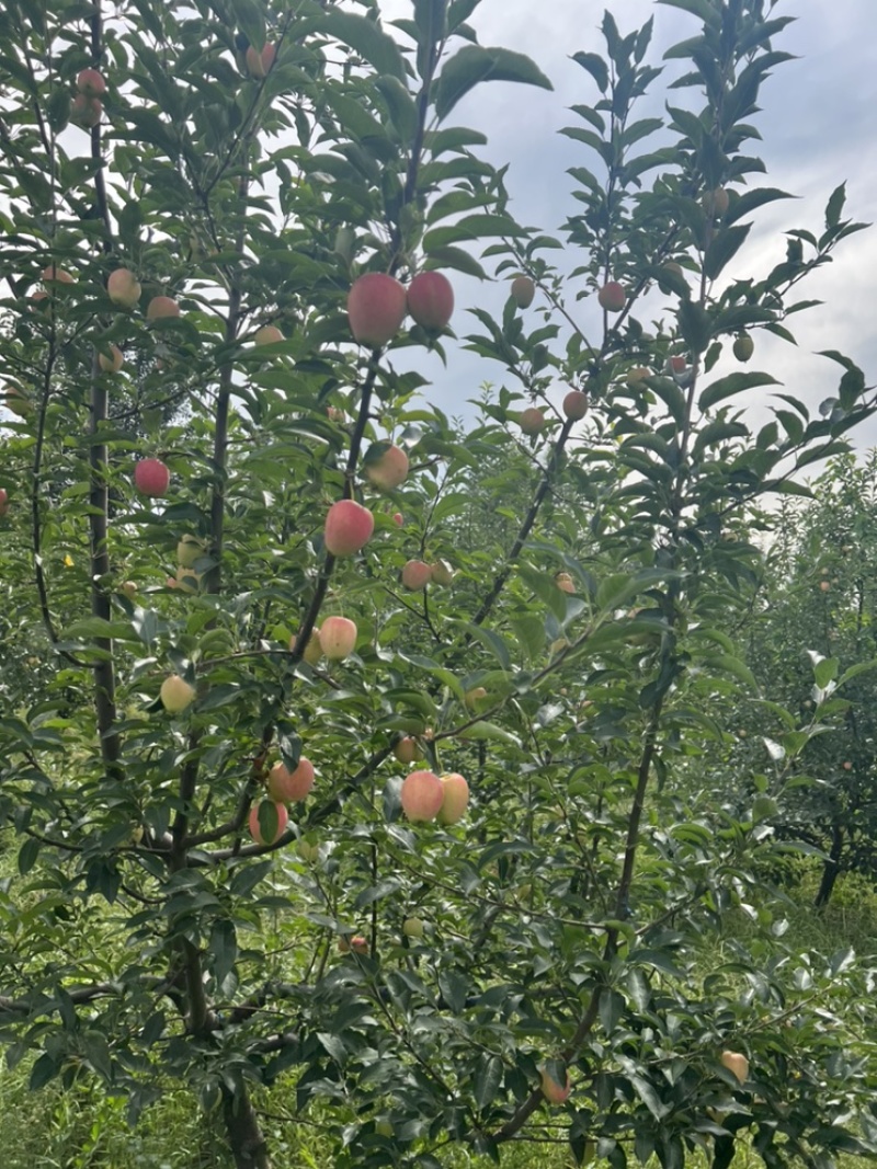 海棠果一鸡心果