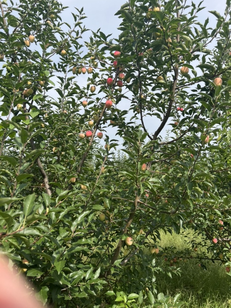 海棠果一鸡心果
