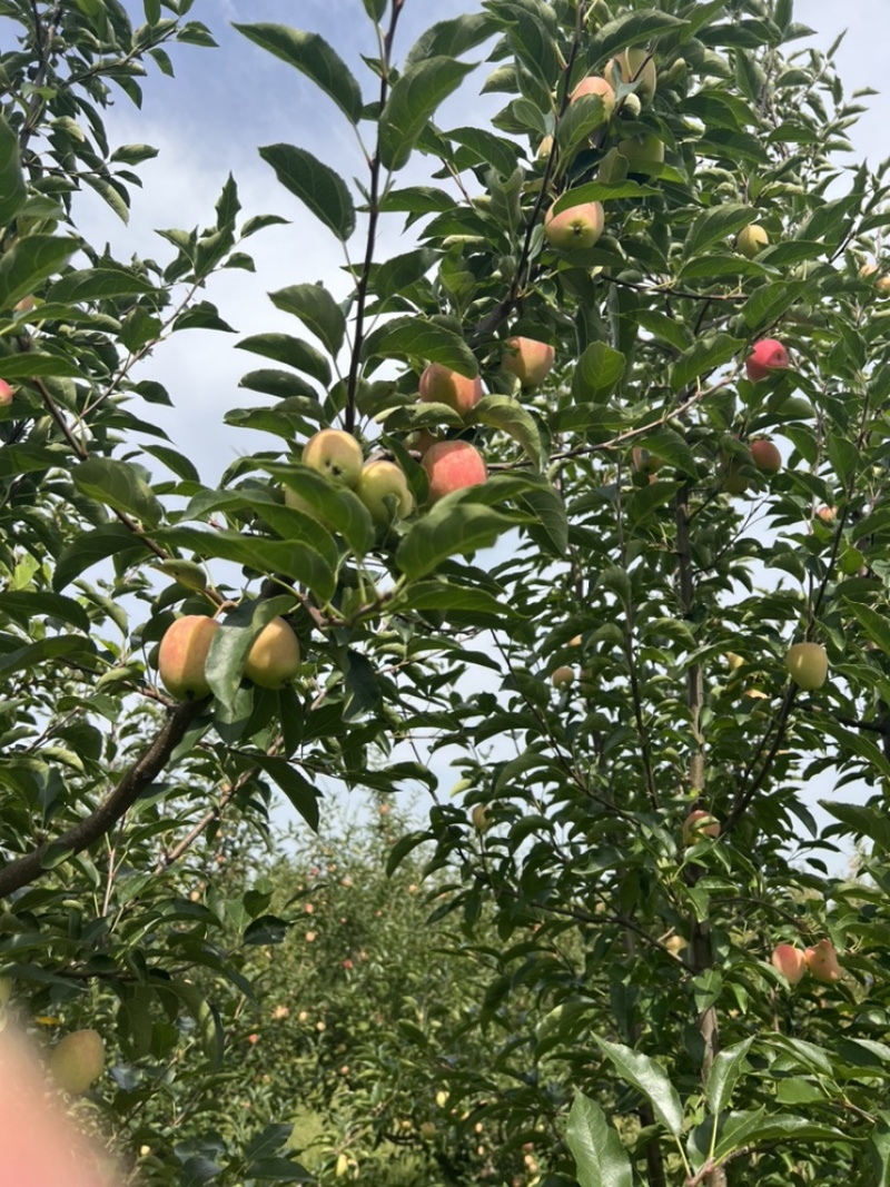 海棠果一鸡心果